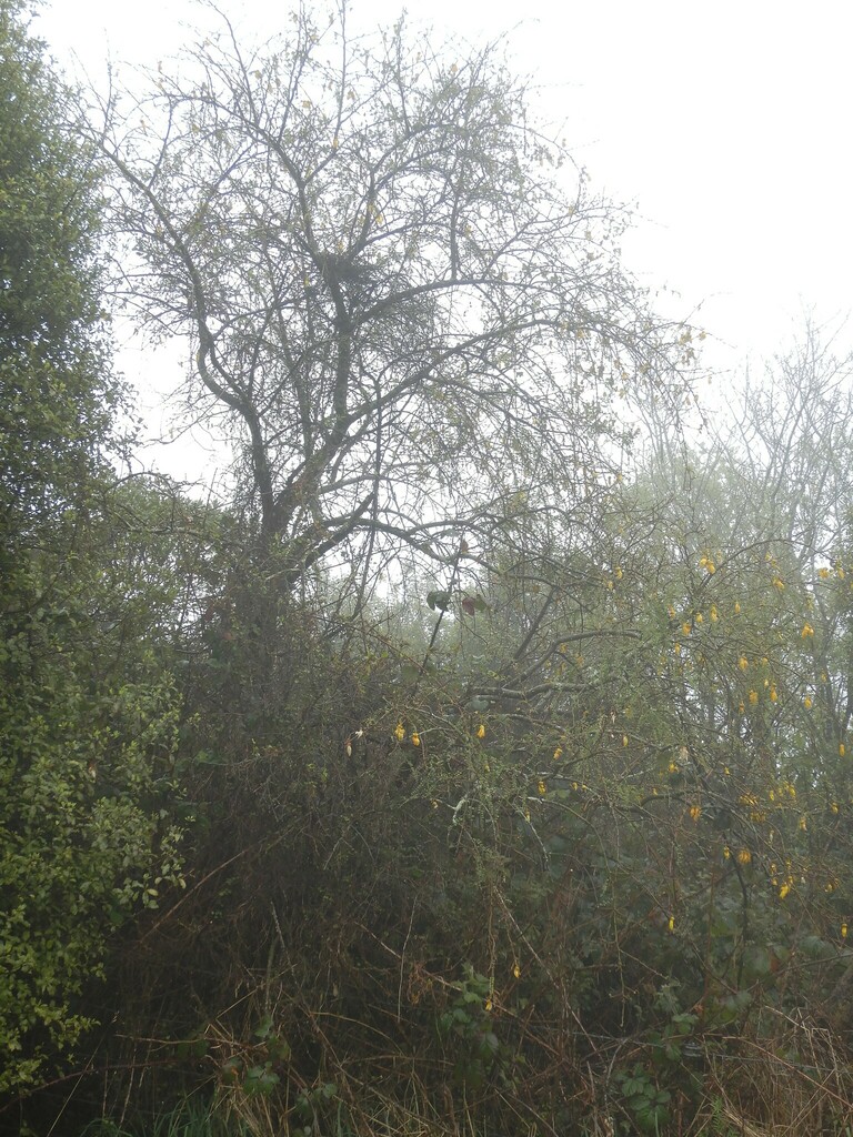 a kowhai tree in the fog in flower on iNaturalist