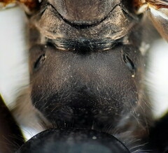 Arachnospila holomelas