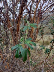 Polylepis racemosa