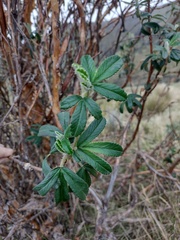 Polylepis racemosa