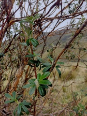 Polylepis racemosa