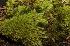 Leucobryum aduncum