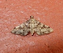 Lamprosema tampiusalis