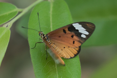 Acraea encedon encedon