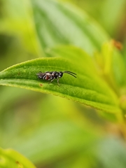 Chalcididae