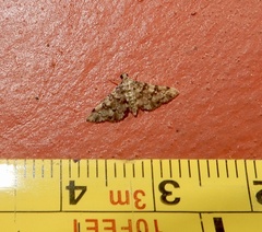 Lamprosema tampiusalis