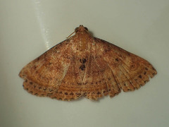 Homodes bracteigutta