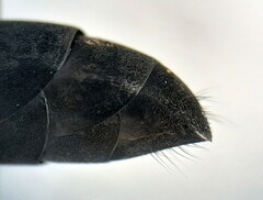 Arachnospila holomelas