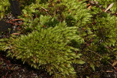 Leucobryum aduncum