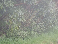 Urtica ferox