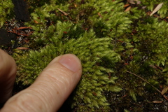 Leucobryum aduncum