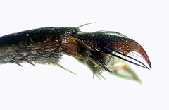 Arachnospila holomelas