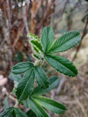 Polylepis racemosa