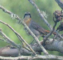 Cossypha caffra caffra