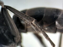 Arachnospila holomelas