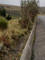 Polylepis racemosa