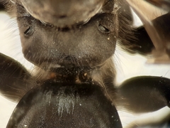 Arachnospila holomelas