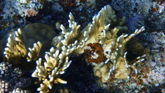 Millepora dichotoma