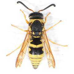 Euodynerus hidalgo viereckii