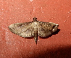 Nacoleia charesalis