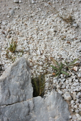 Bouteloua barbata