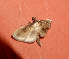 Nacoleia charesalis