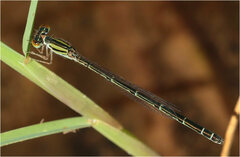 Austroagrion exclamationis