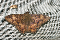 Syrnia hypnois