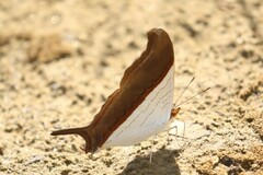 Marpesia zerynthia