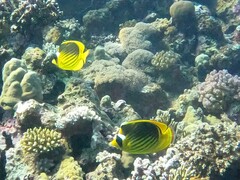 Chaetodon fasciatus