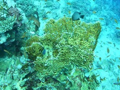 Millepora dichotoma