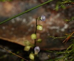 Utricularia uliginosa