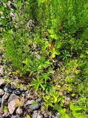 Potentilla thuringiaca