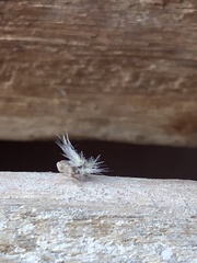 Scolypopa australis