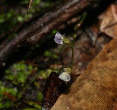 Utricularia uliginosa