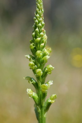 Microtis parviflora