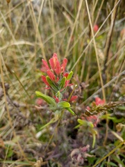 Castilleja nubigena
