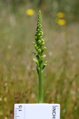 Microtis parviflora