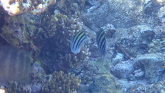 Abudefduf vaigiensis