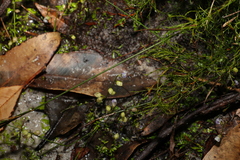 Utricularia uliginosa