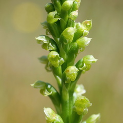 Microtis parviflora