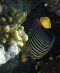Pygoplites diacanthus