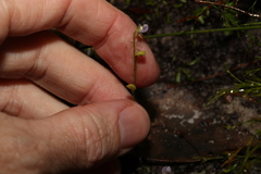 Utricularia uliginosa