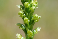 Microtis parviflora