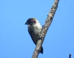 Spermestes cucullata scutata