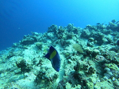 Pomacanthus maculosus