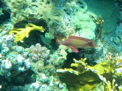 Pseudanthias squamipinnis