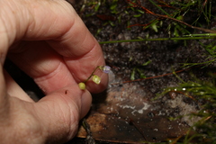 Utricularia uliginosa