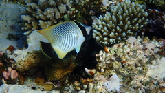 Chaetodon trifascialis