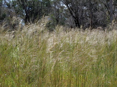 Austrostipa rudis